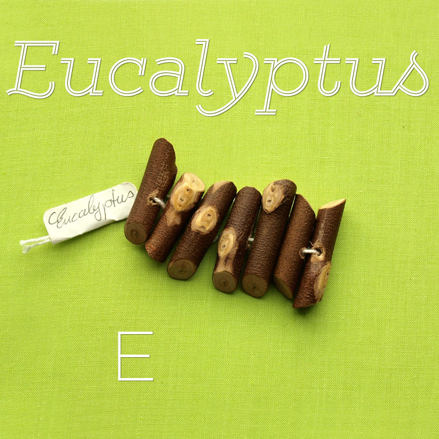 Eucalyptus-2